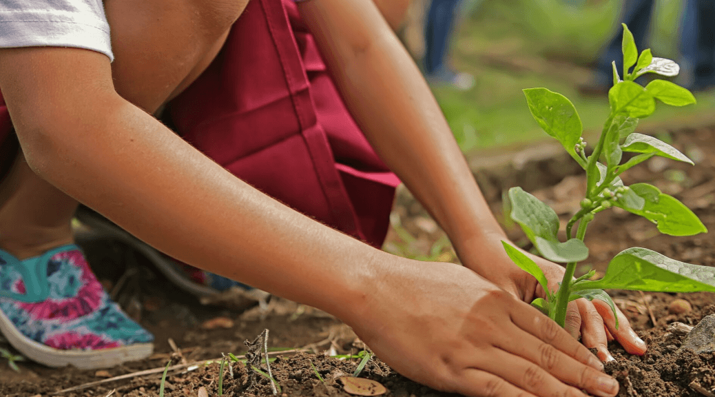 child plants flower; sustainable agriculture