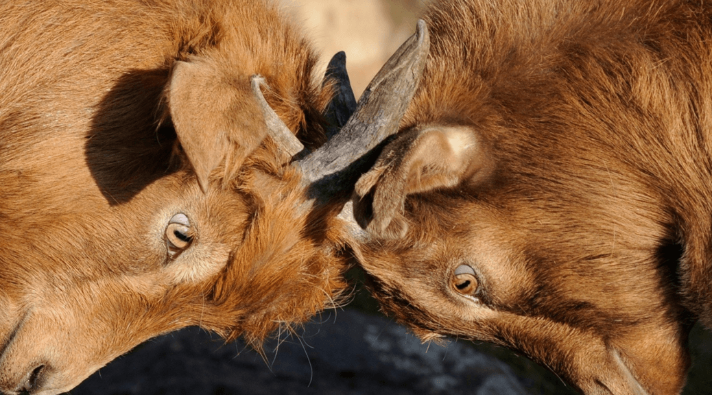 Two Rams Locking Horns--Illustrating a Spirituality of Competition