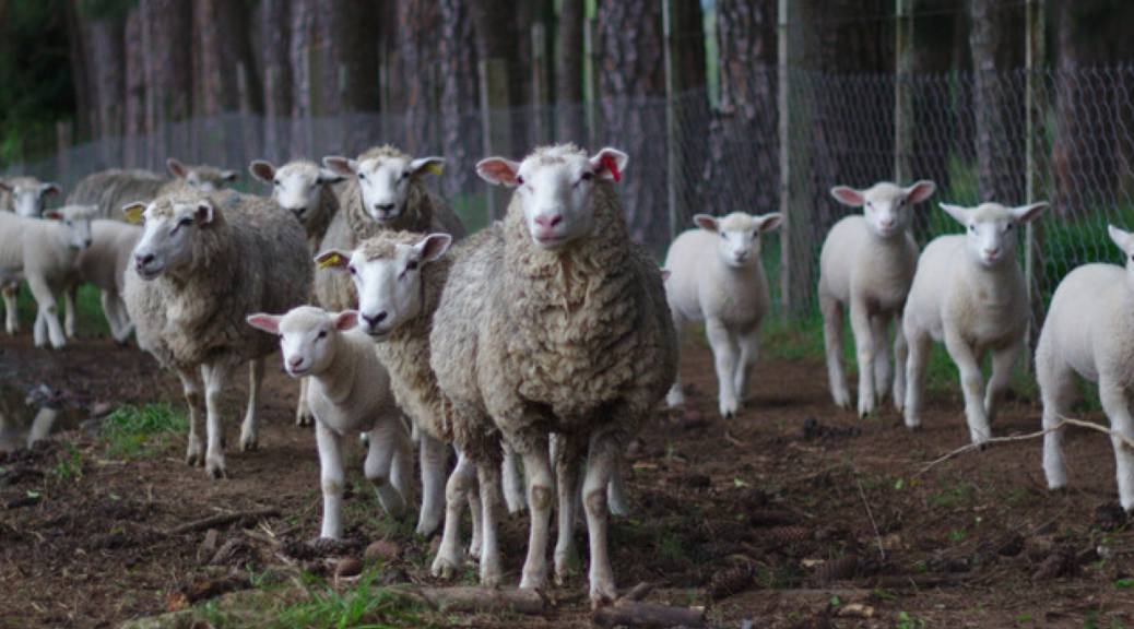 Image of sheep to illustrate an article about the history and usage of the word sheeple