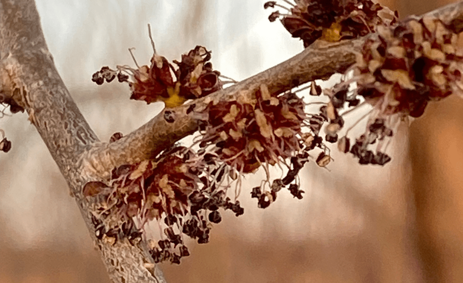 An image of buds on a tree to intro an article about a long-a**ed resurrection from unhealthy religio-political beliefs