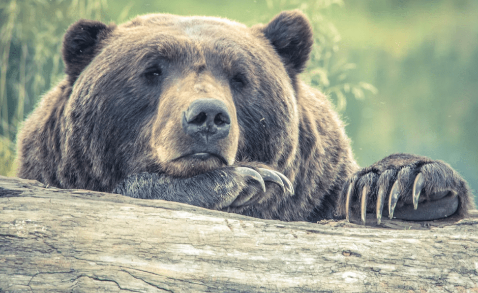 An image of a bear lying on a log to introduce an article about man vs. bear and the privileges of safety